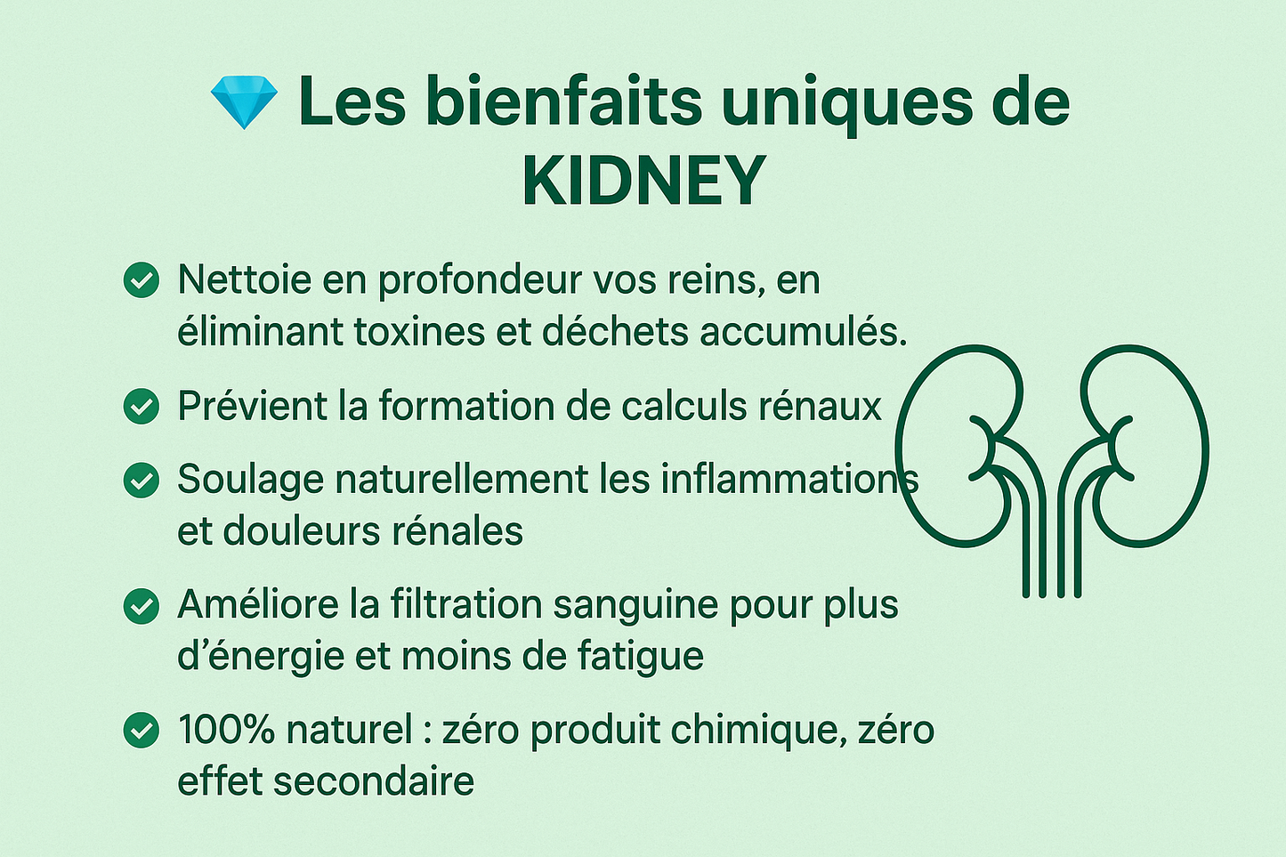 KIDNEY – Le Thé qui Purifie, Protège et Régénère vos Reins naturellement